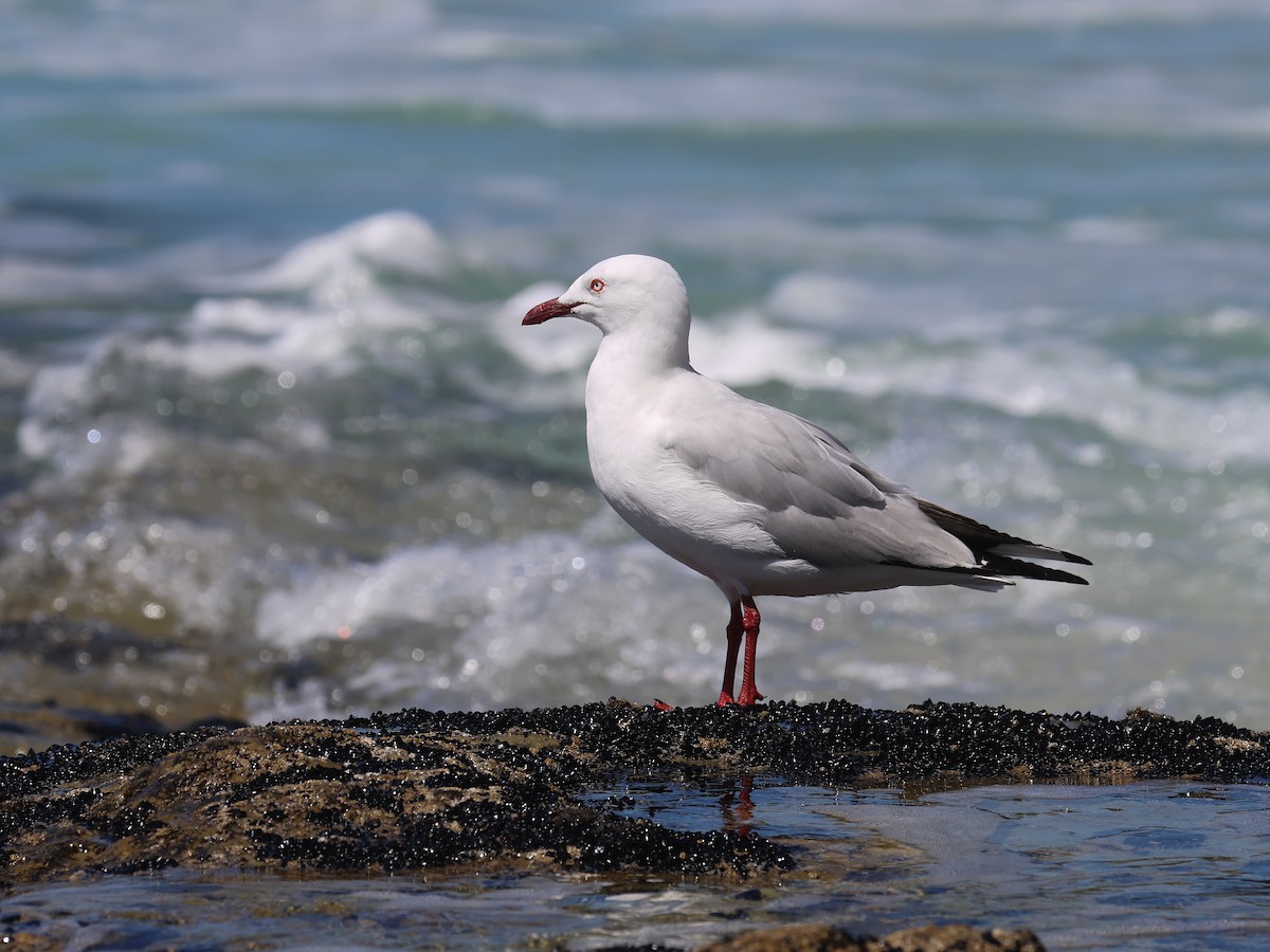 Silver Gull - ML651451797