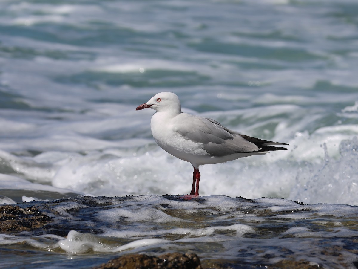 Silver Gull - ML651451798