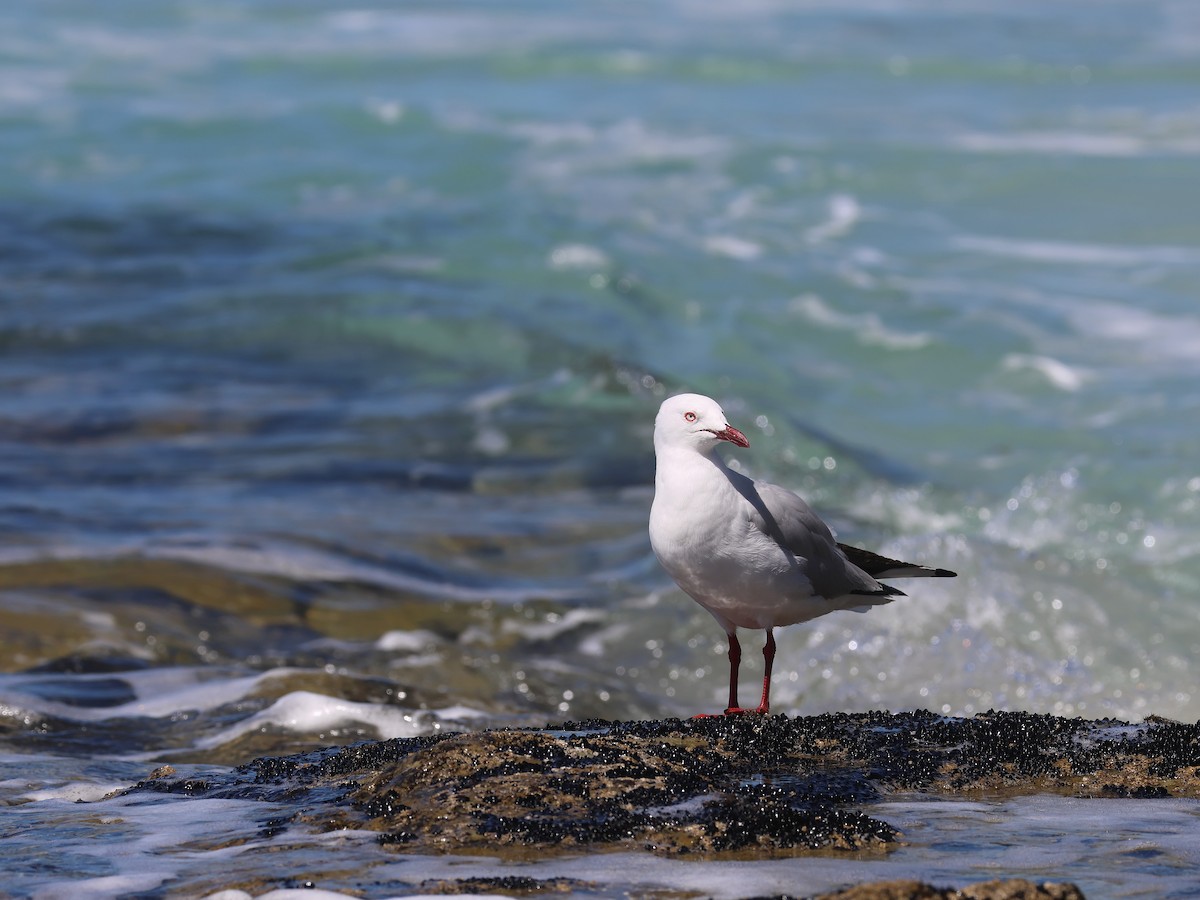 Silver Gull - ML651451799