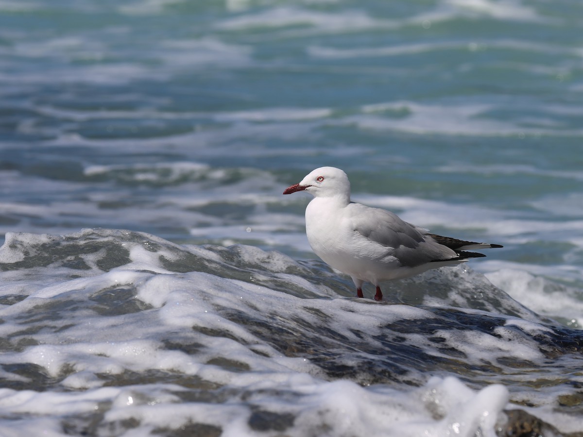 Silver Gull - ML651451800