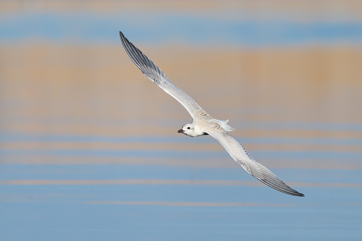 Gull-billed Tern - ML651451853