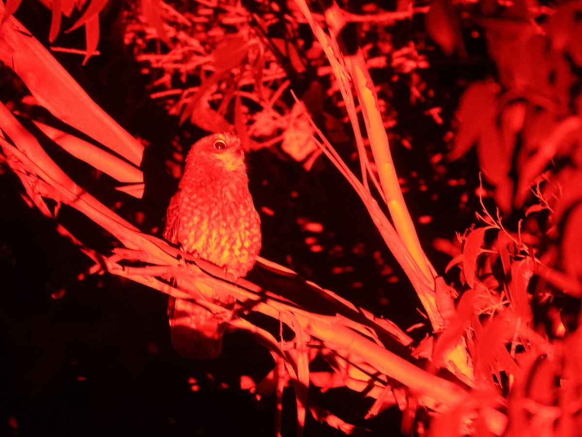 Tasmanian Boobook - ML651451881