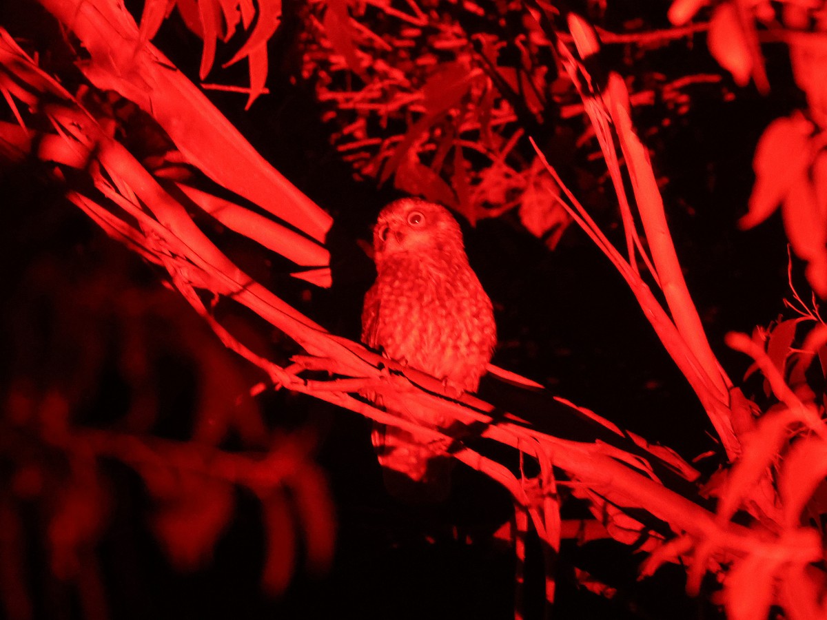 Tasmanian Boobook - ML651451882