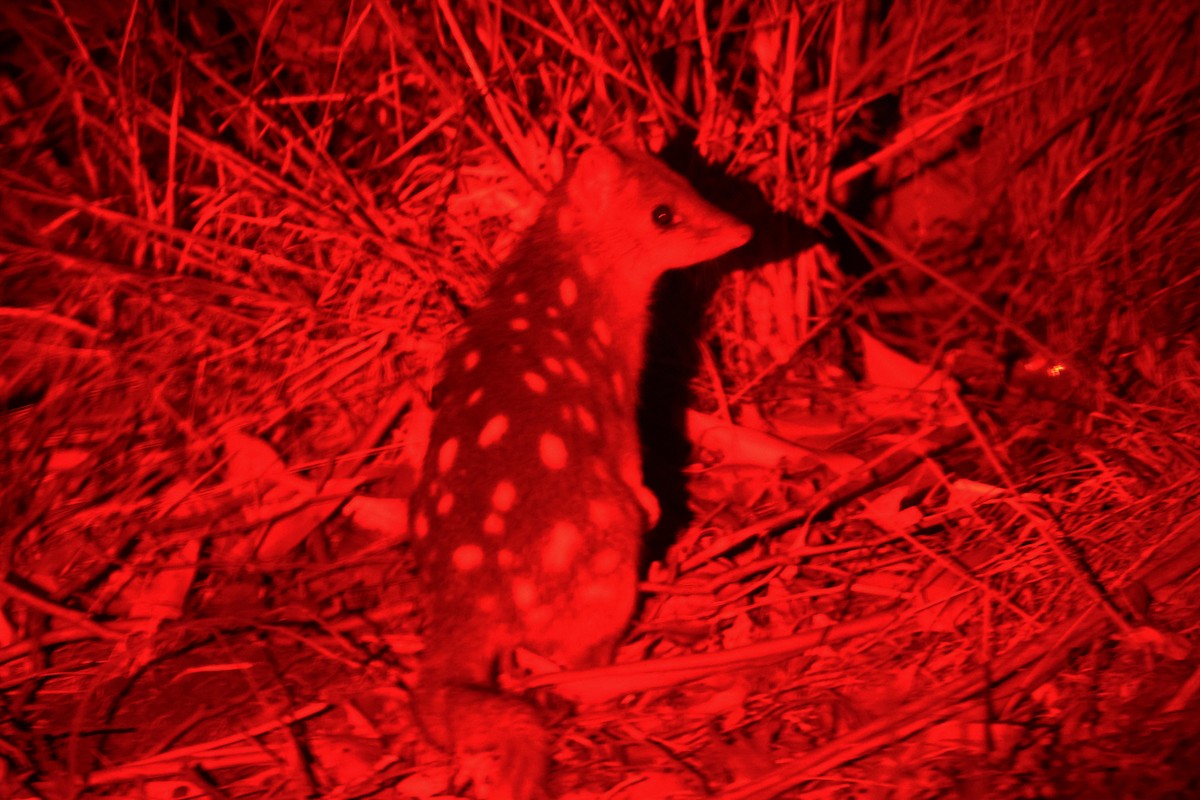 Eastern Quoll - ML651451908