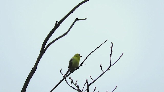 čížek žlutý - ML651452436