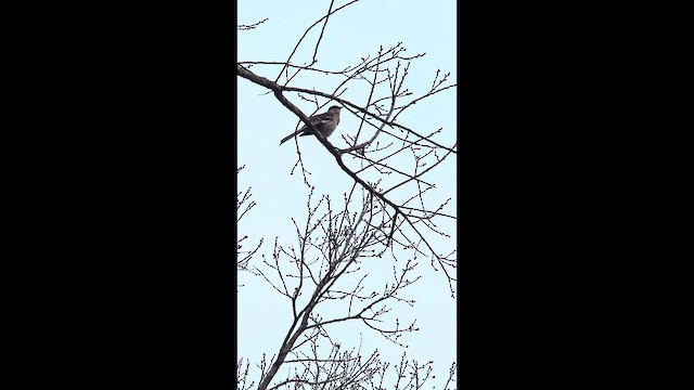 Northern Mockingbird - ML651453039