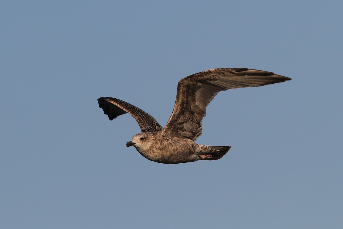 Herring Gull (European) - ML65145321