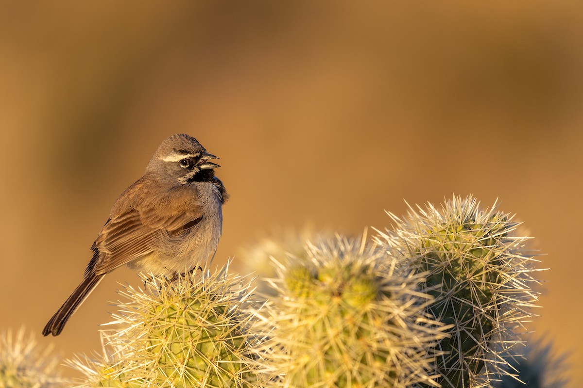 Black-throated Sparrow - ML651453854