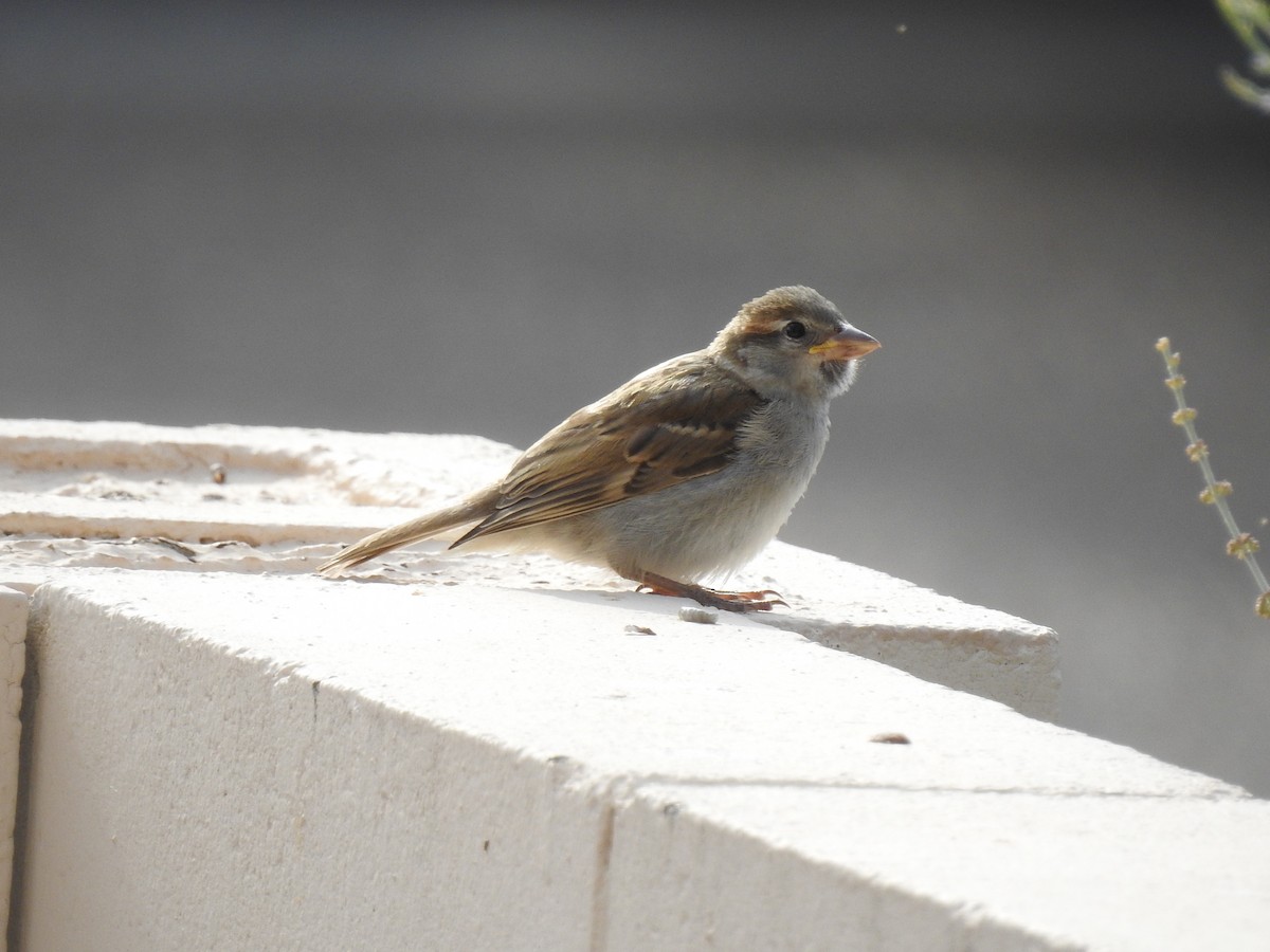 House Sparrow - ML65145521