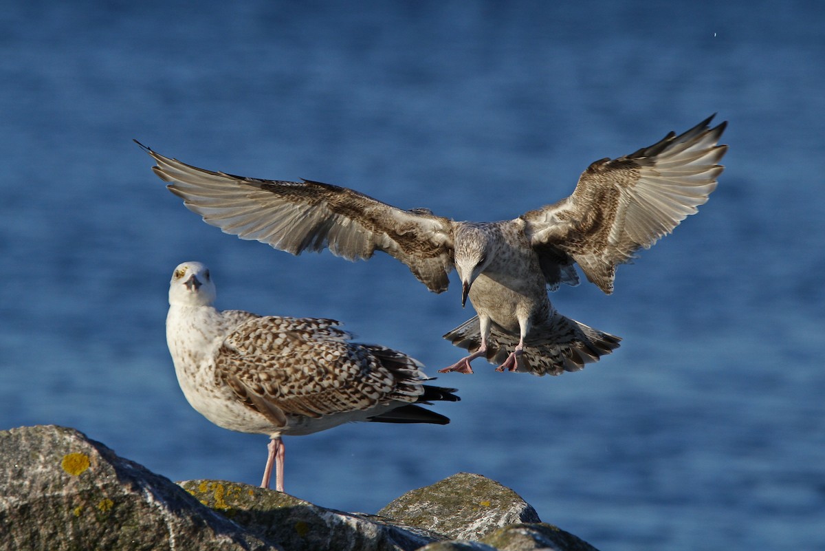 Herring Gull (European) - ML65145571