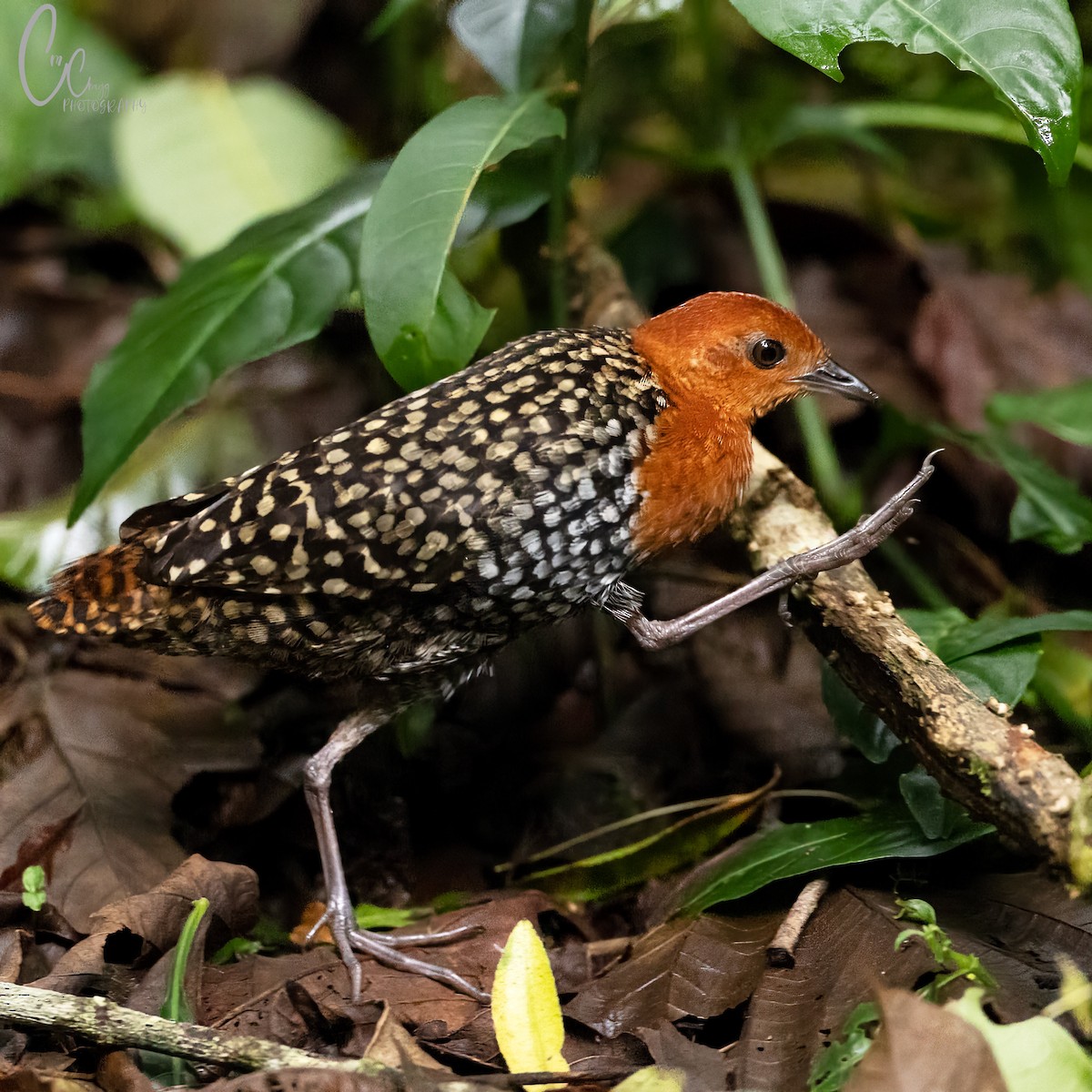 Buff-spotted Flufftail - ML651455737