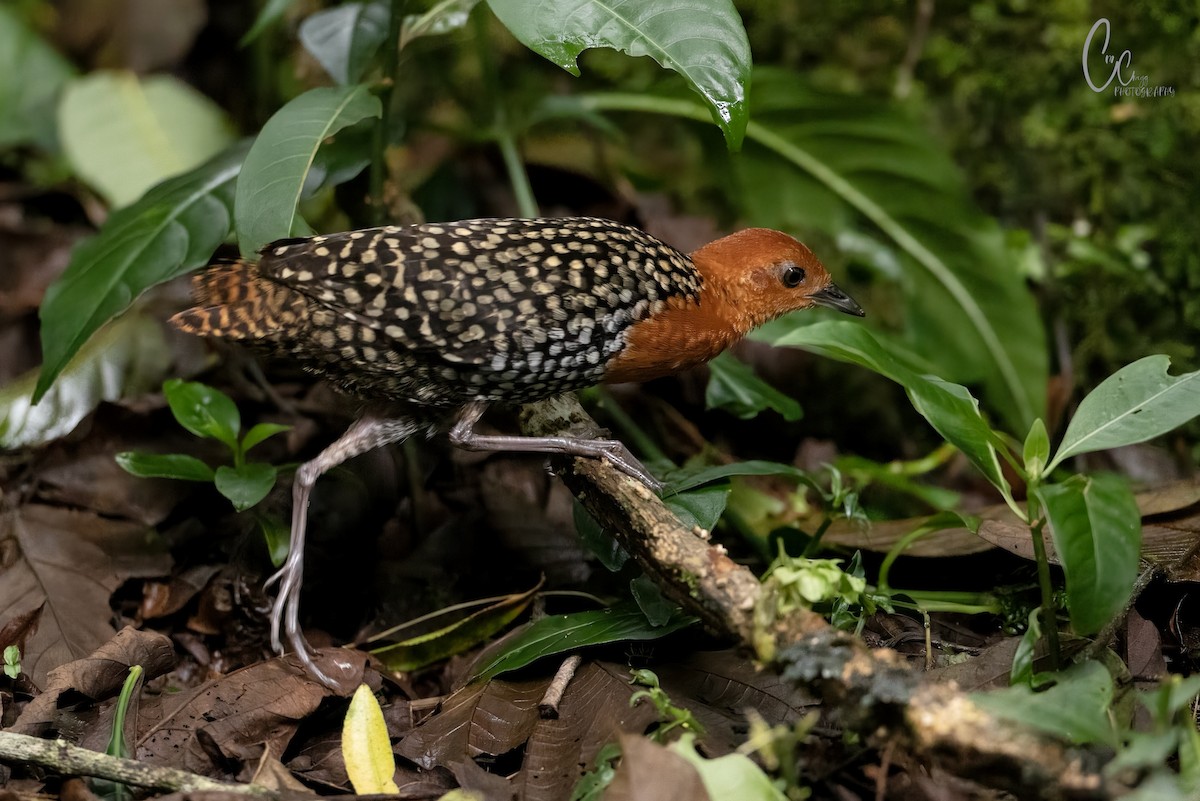 Buff-spotted Flufftail - ML651455738