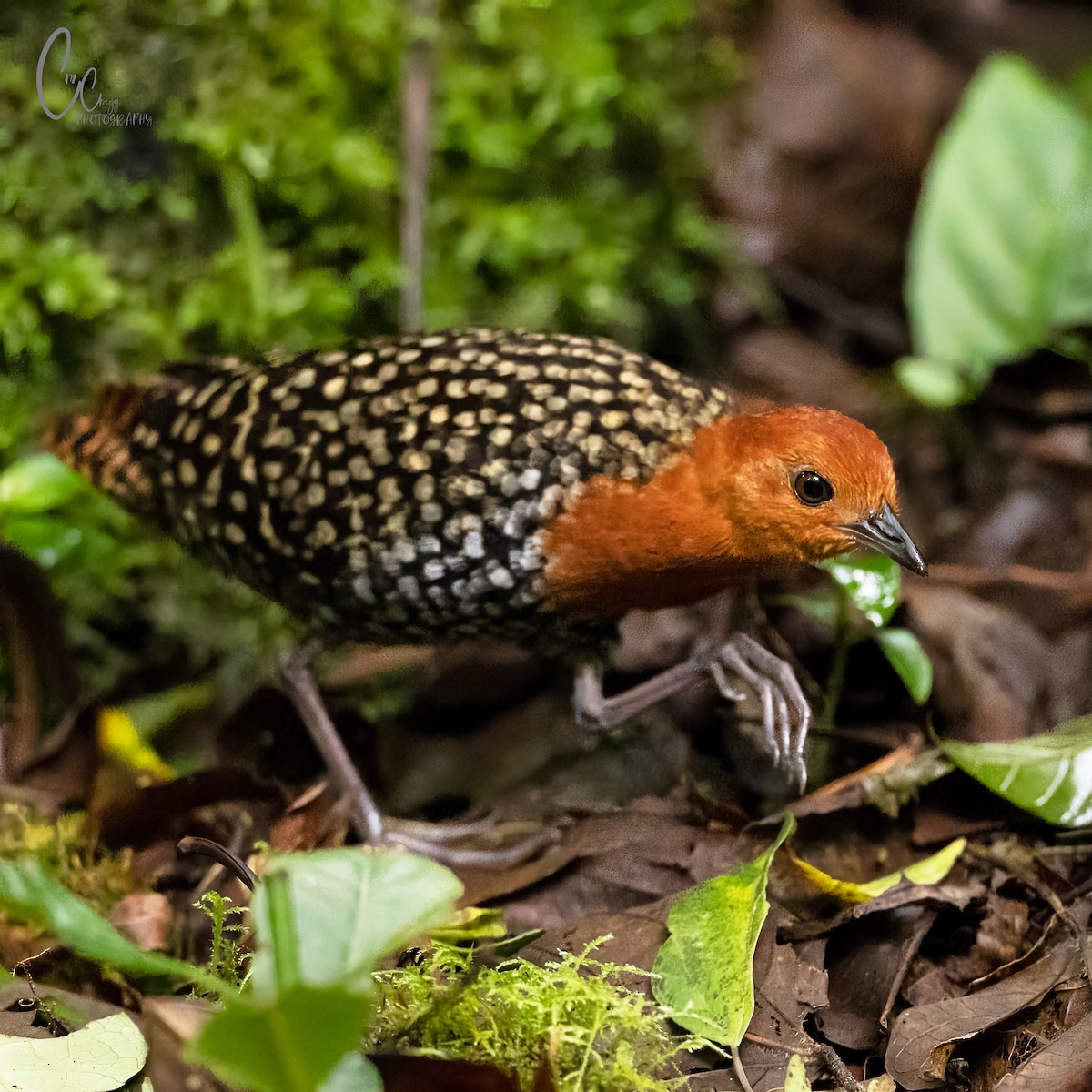 Buff-spotted Flufftail - ML651455739