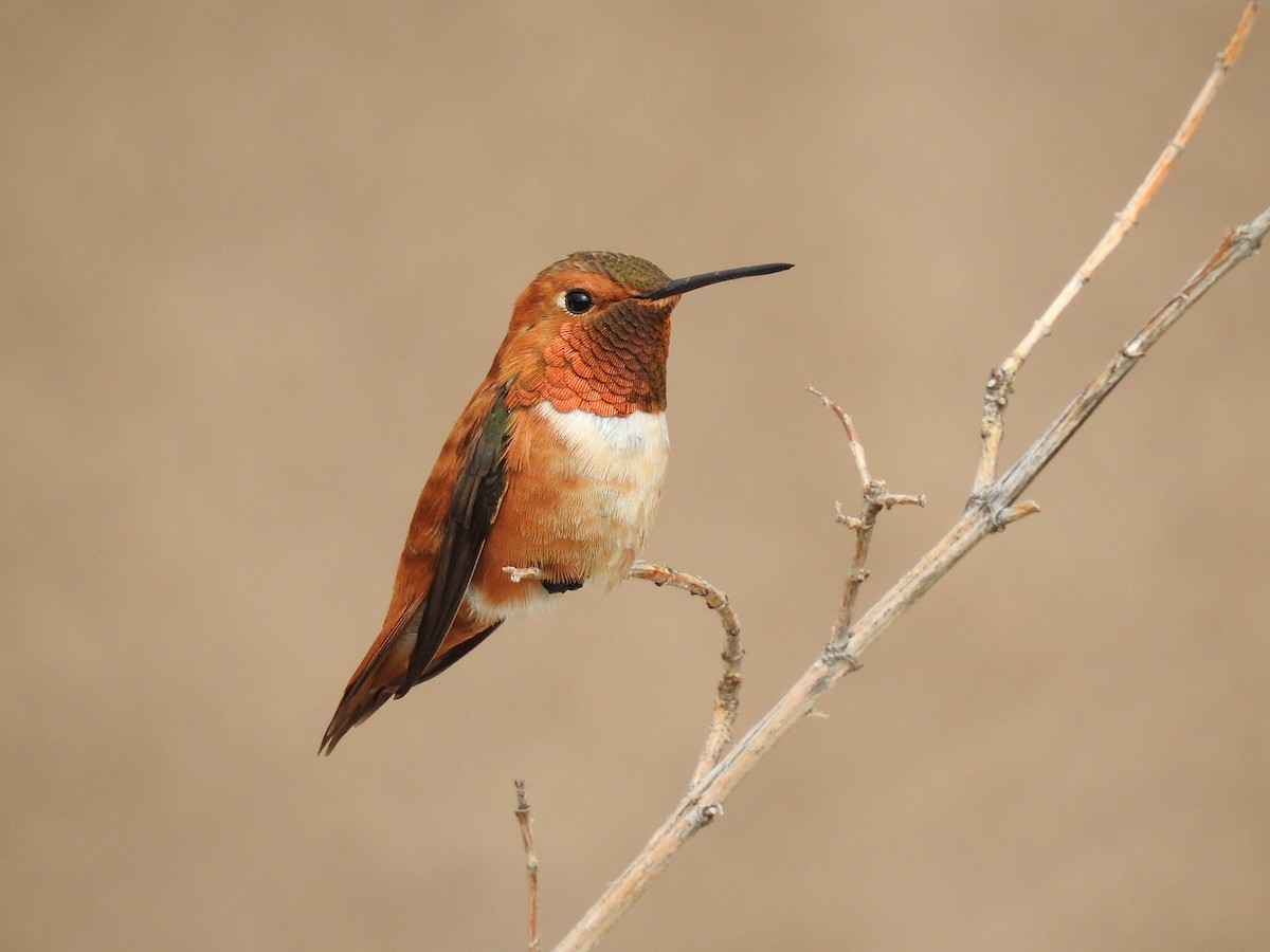 Rufous Hummingbird - Spencer Follett