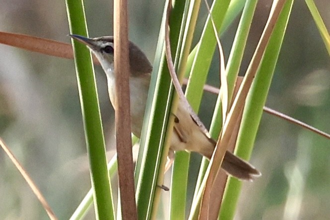 Manchurian Reed Warbler - ML651457432