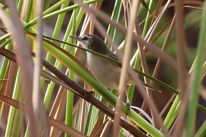 Manchurian Reed Warbler - ML651457433
