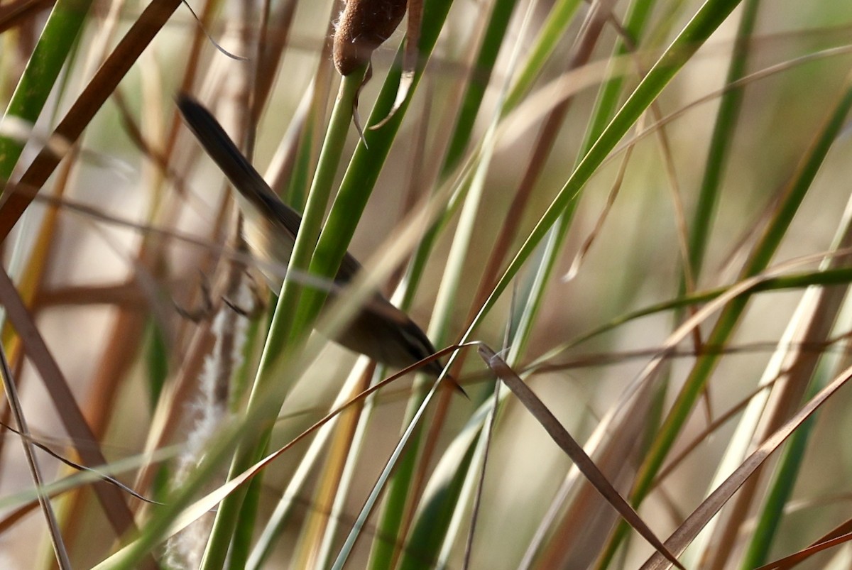 Manchurian Reed Warbler - ML651457434