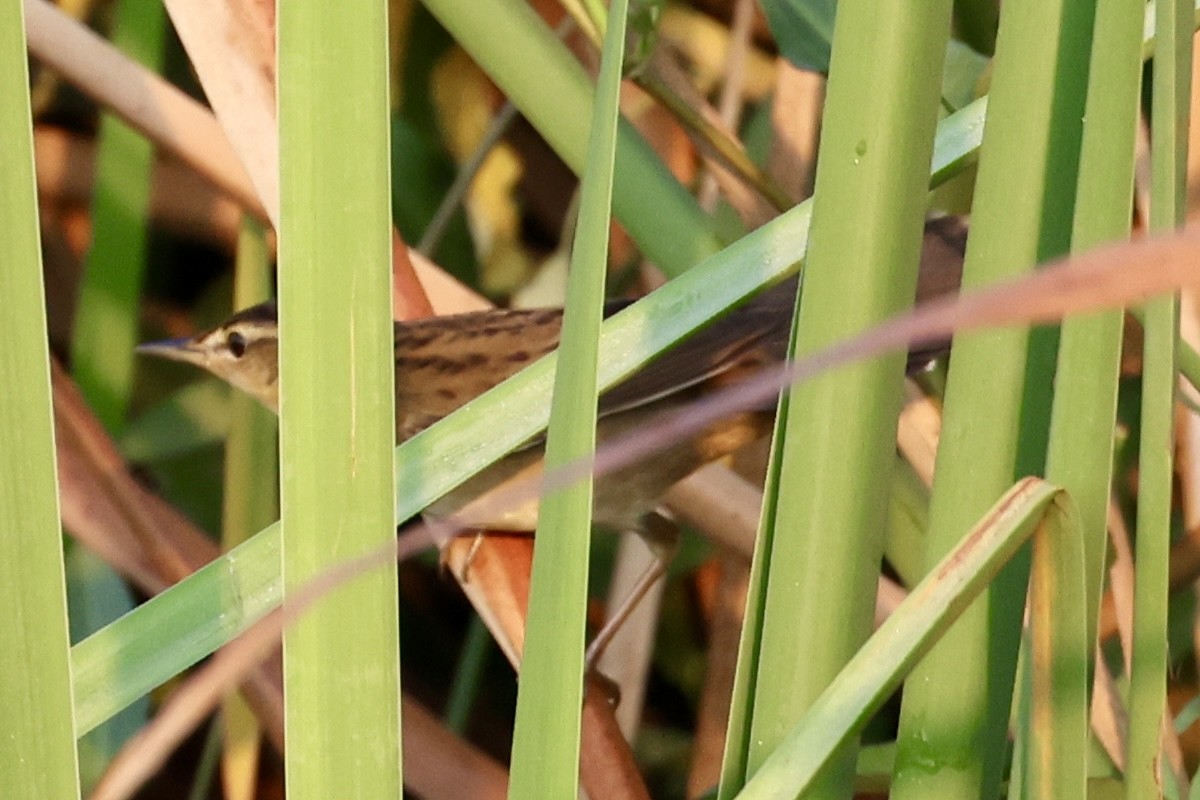Pallas's Grasshopper Warbler - ML651457442