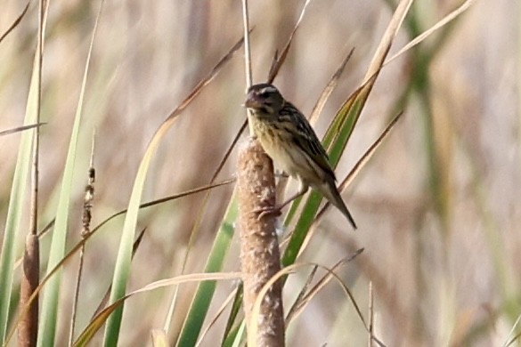 Streaked Weaver - ML651457446