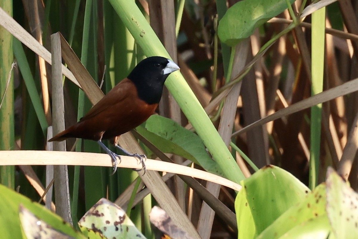 Chestnut Munia - ML651457448