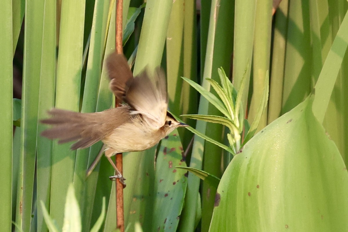 Black-browed Reed Warbler - ML651457456
