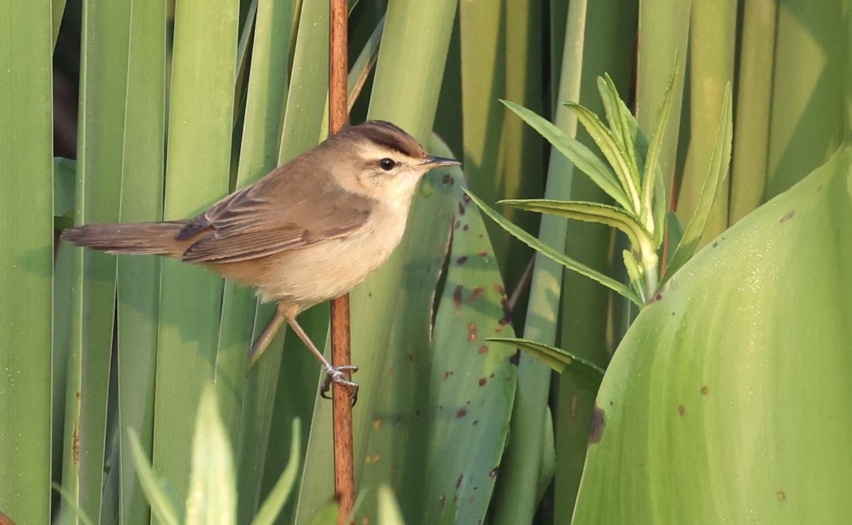 Black-browed Reed Warbler - ML651457457