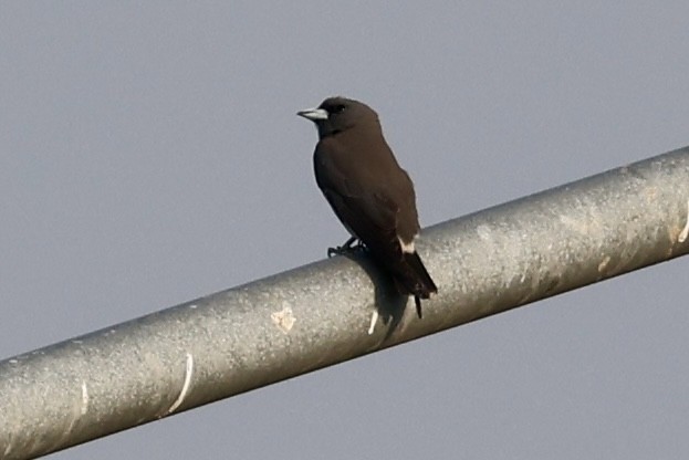 Ashy Woodswallow - ML651457460