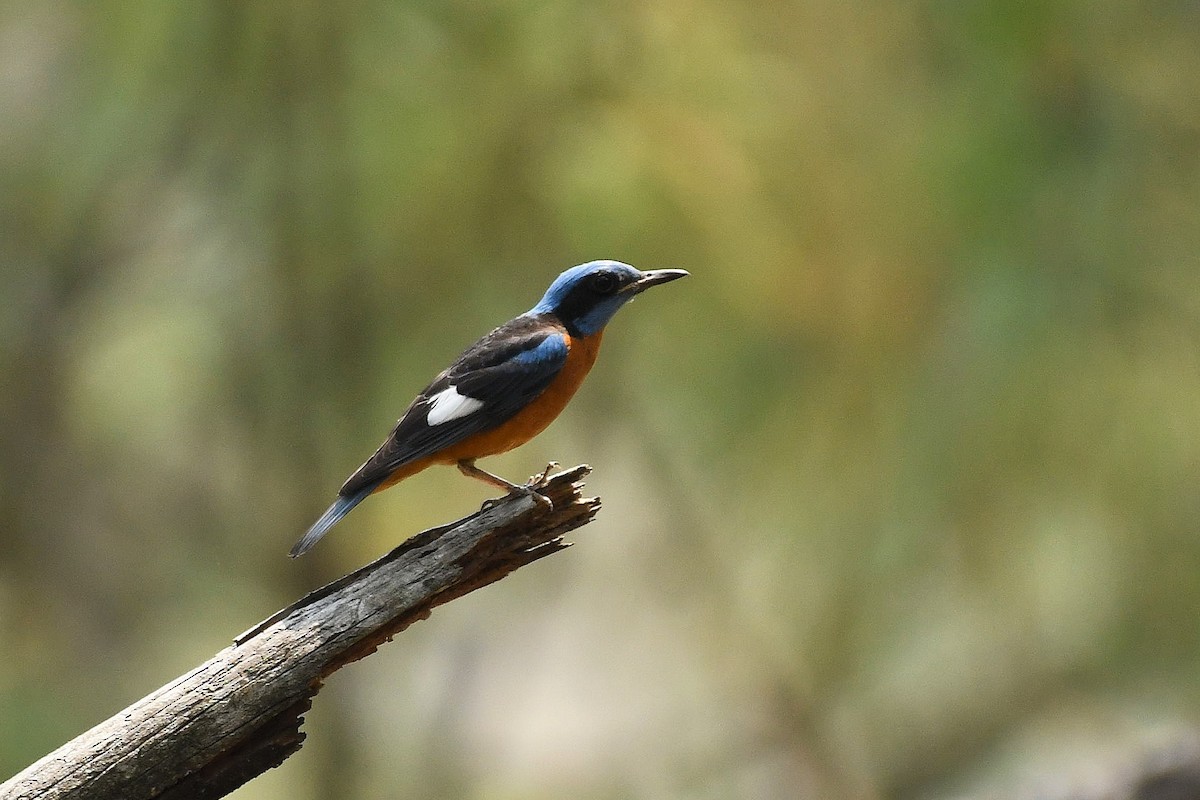 Blue-capped Rock-Thrush - ML651458309