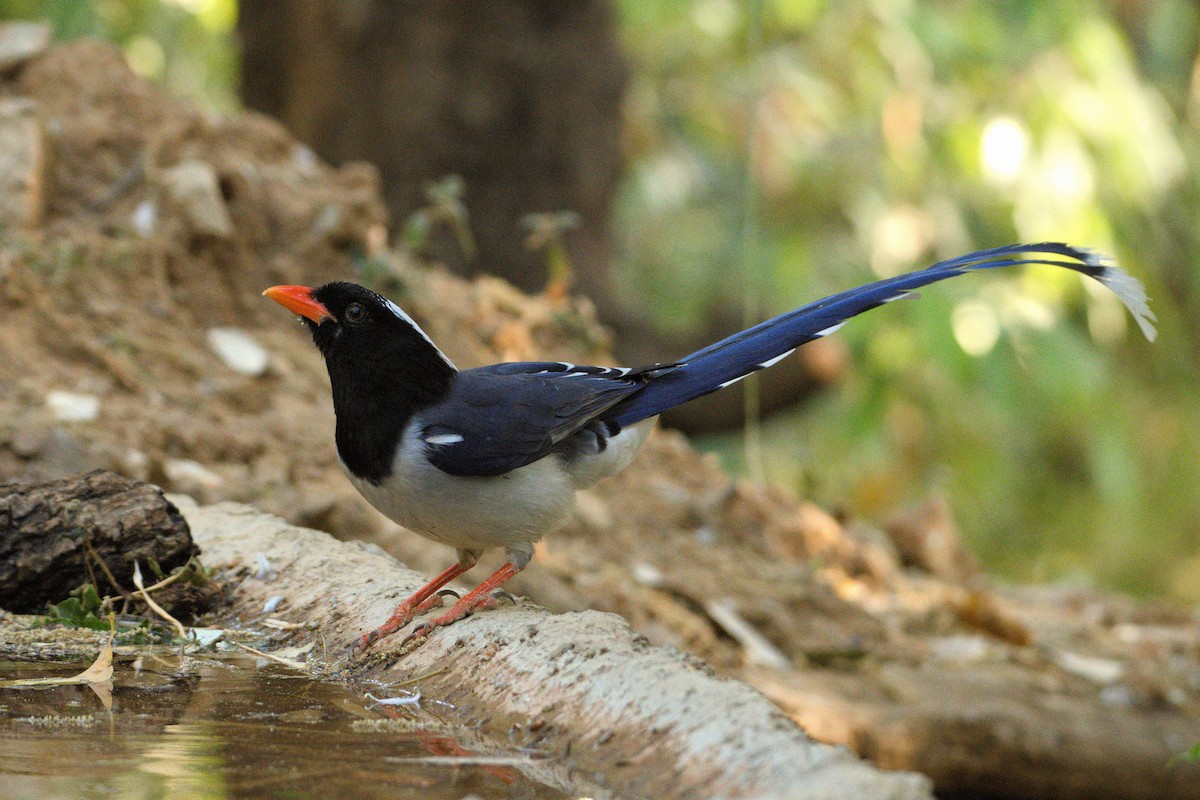 Red-billed Blue-Magpie - ML651458361