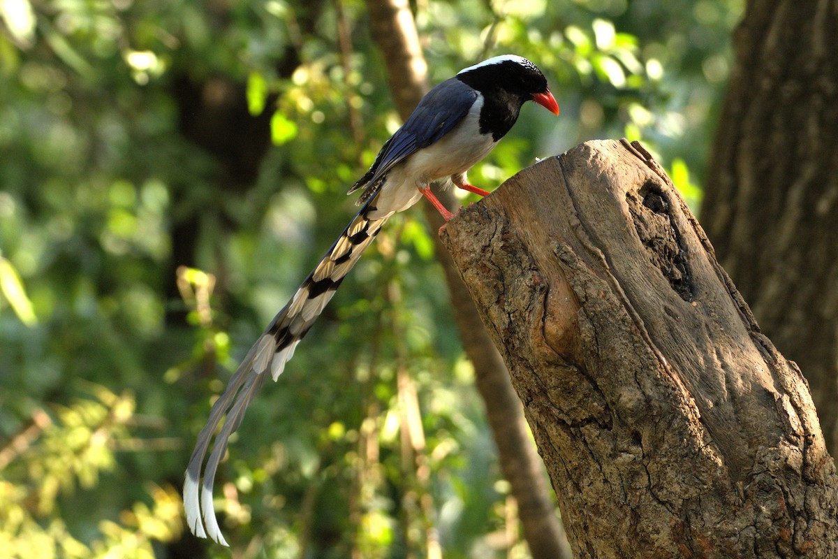 Red-billed Blue-Magpie - ML651458366