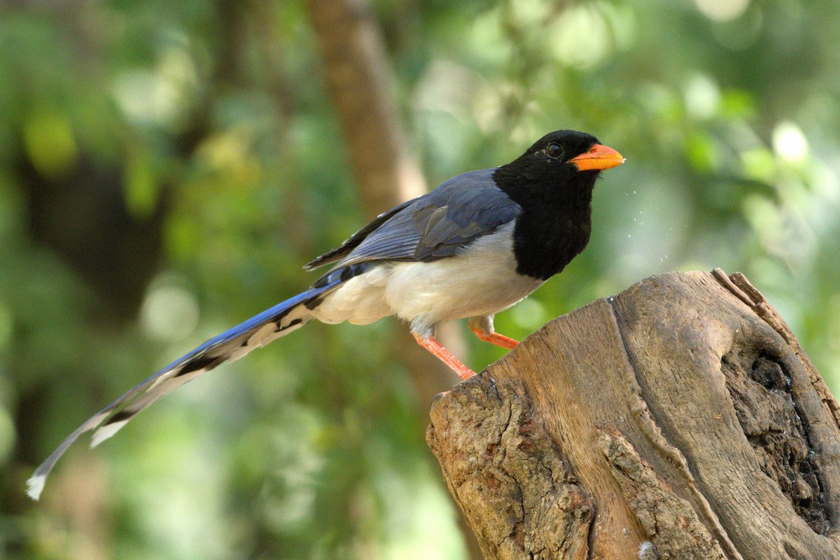 Red-billed Blue-Magpie - ML651458370