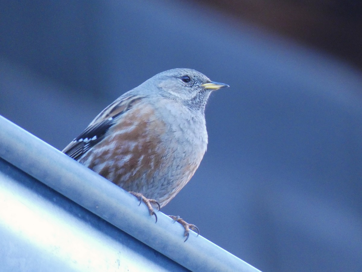 Mendi-tuntuna - ML651458568