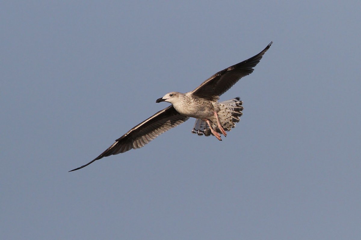 Great Black-backed Gull - ML65145861