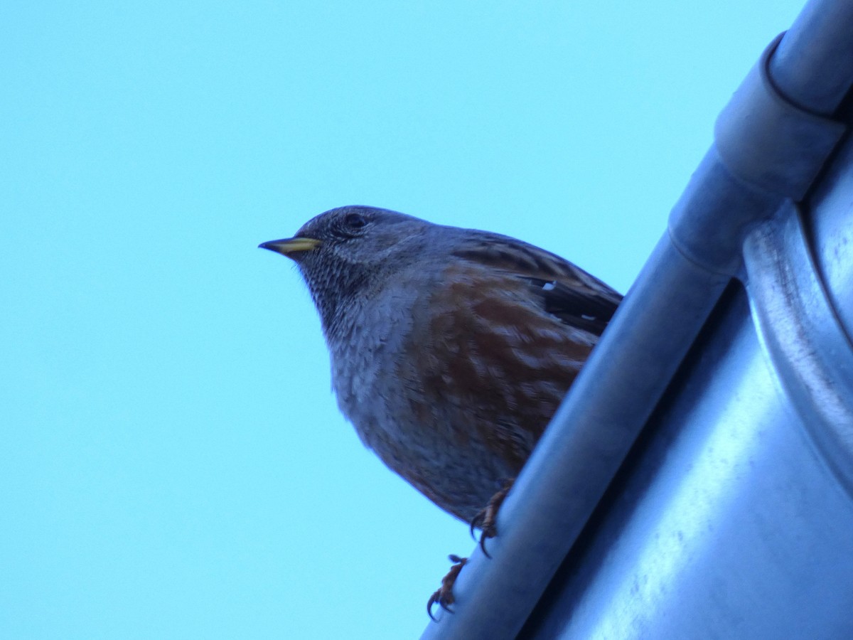 Mendi-tuntuna - ML651458629