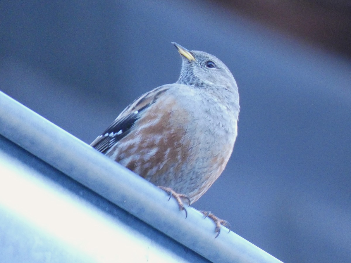 Mendi-tuntuna - ML651458630