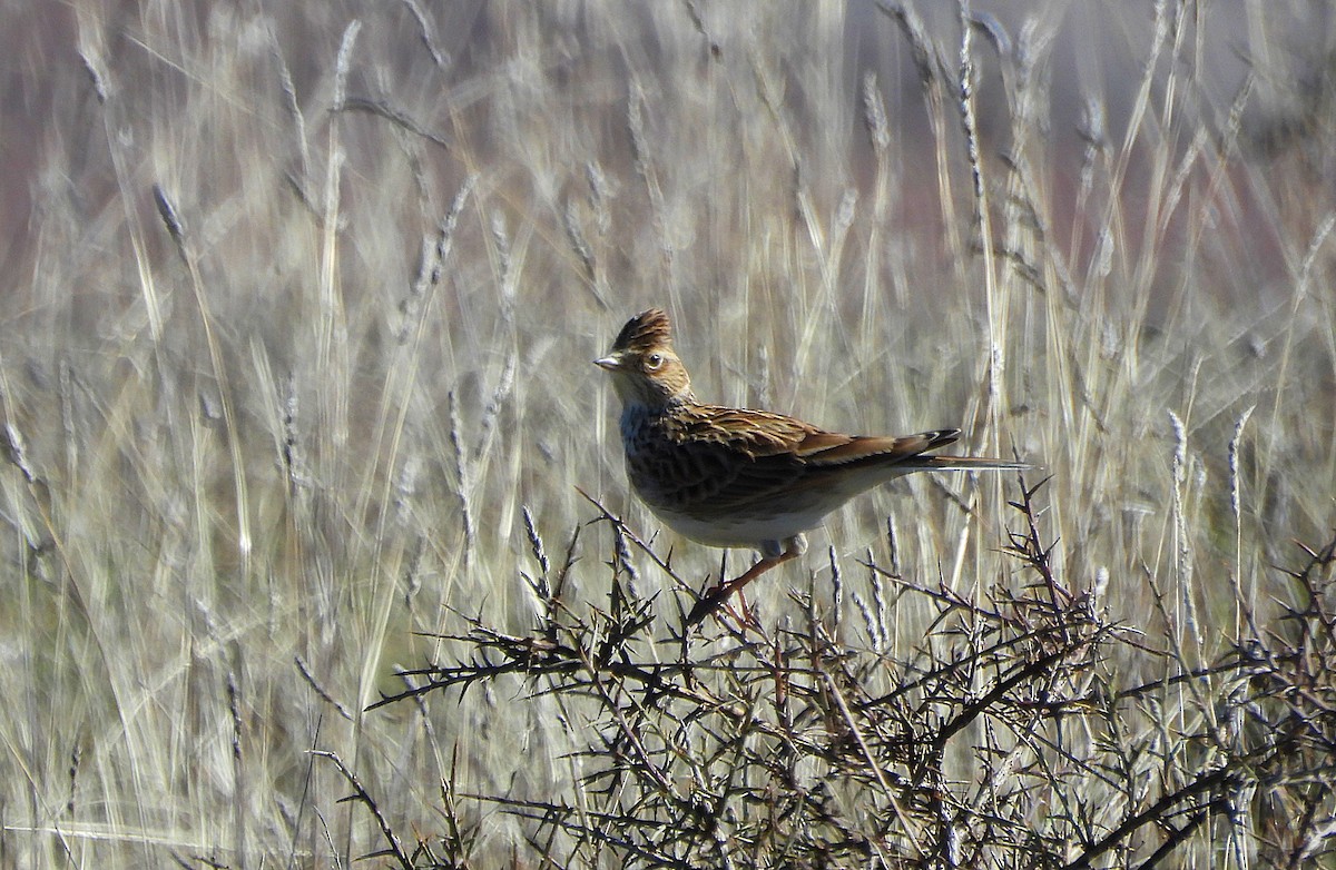 Eurasian Skylark - ML651458766