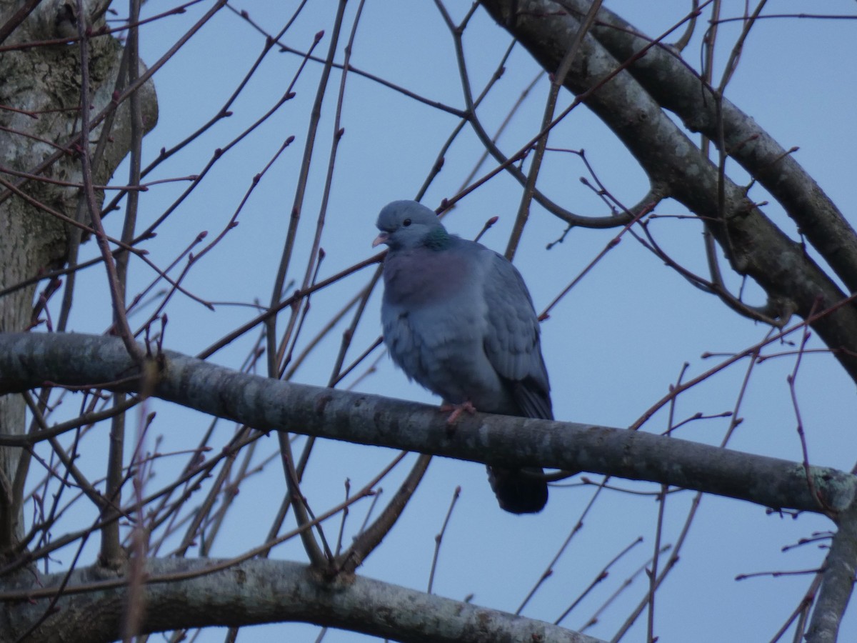 Txoloma - ML651460019