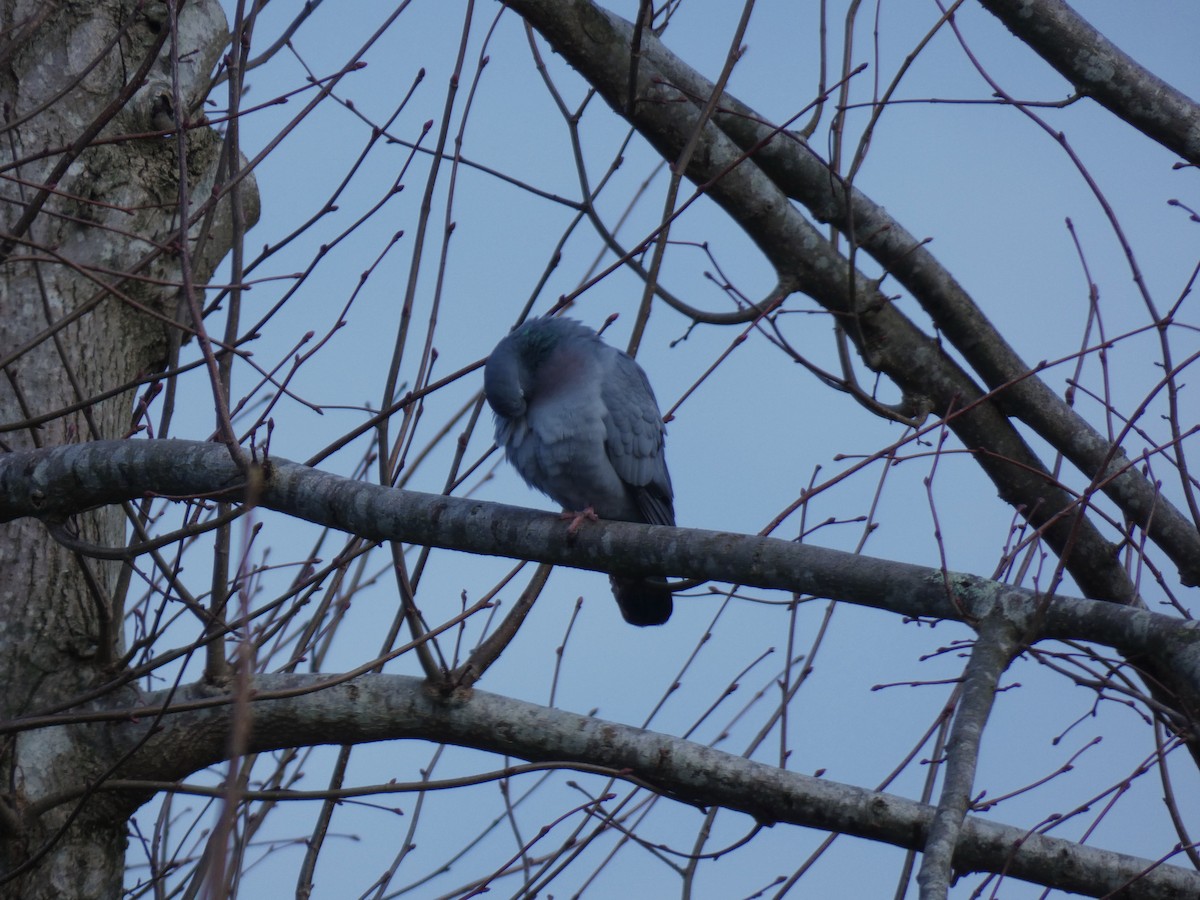 Txoloma - ML651460033