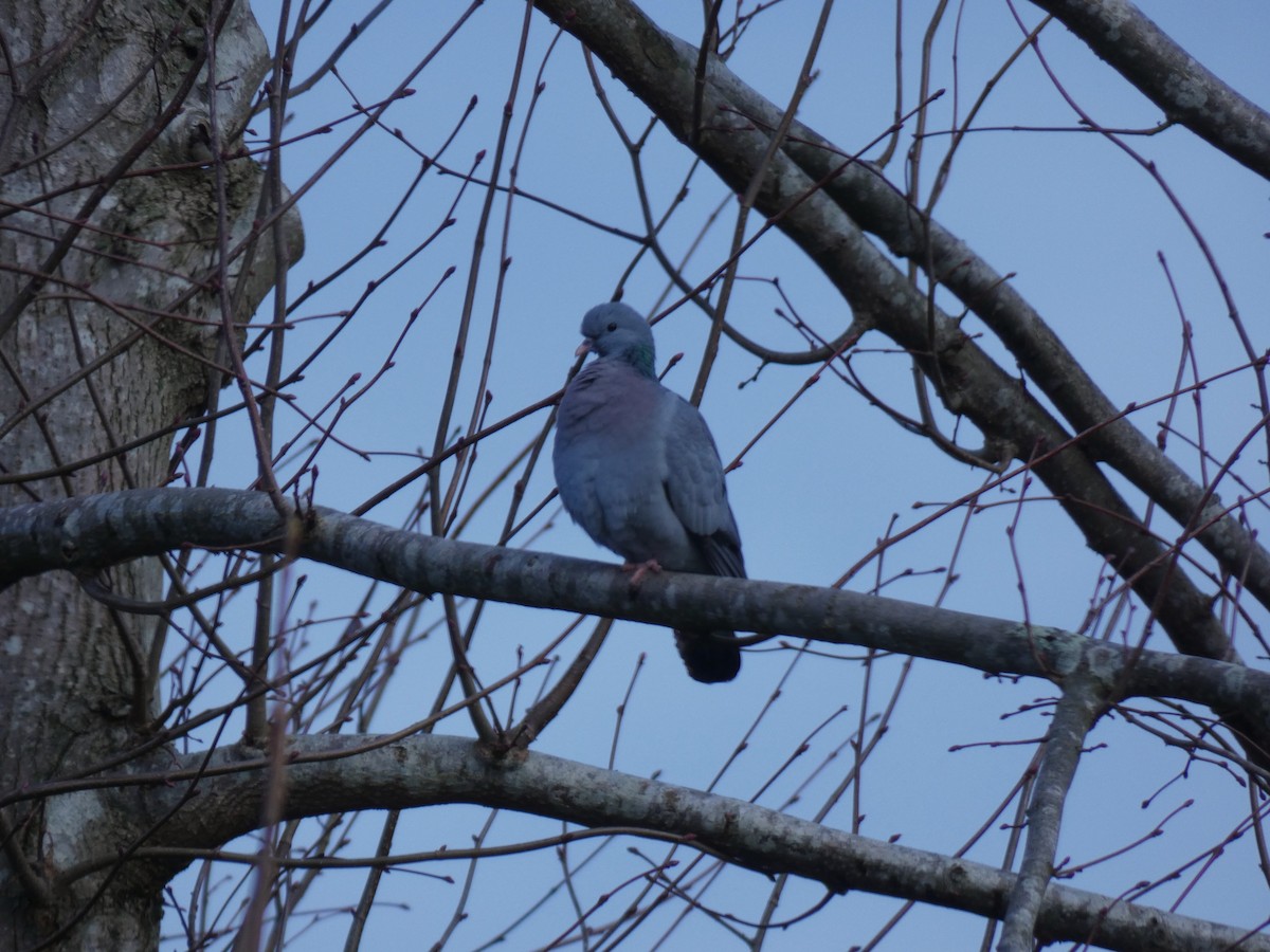 Txoloma - ML651460034