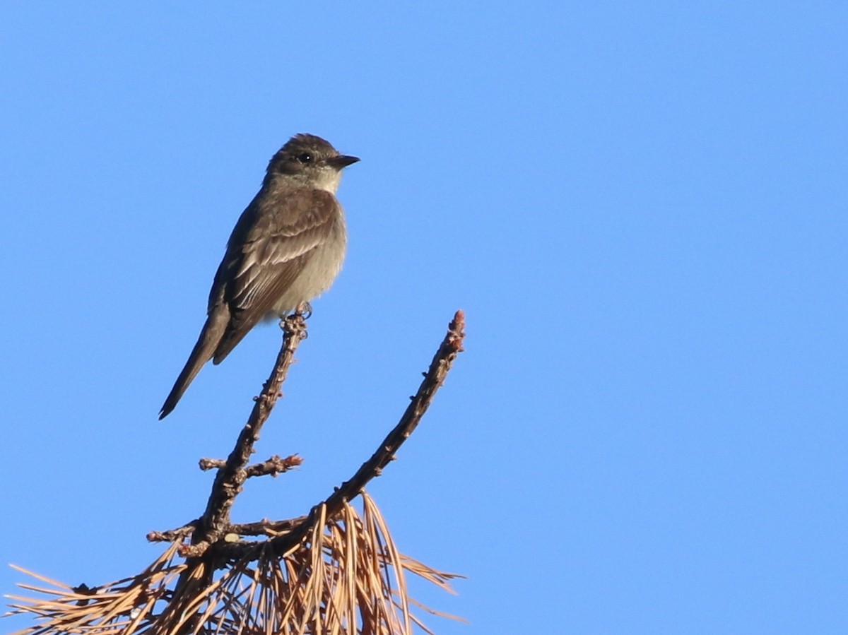 Western Wood-Pewee - Hendrik Swanepoel