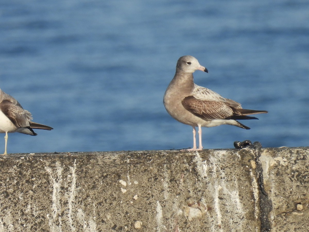 Black-tailed Gull - ML651460447