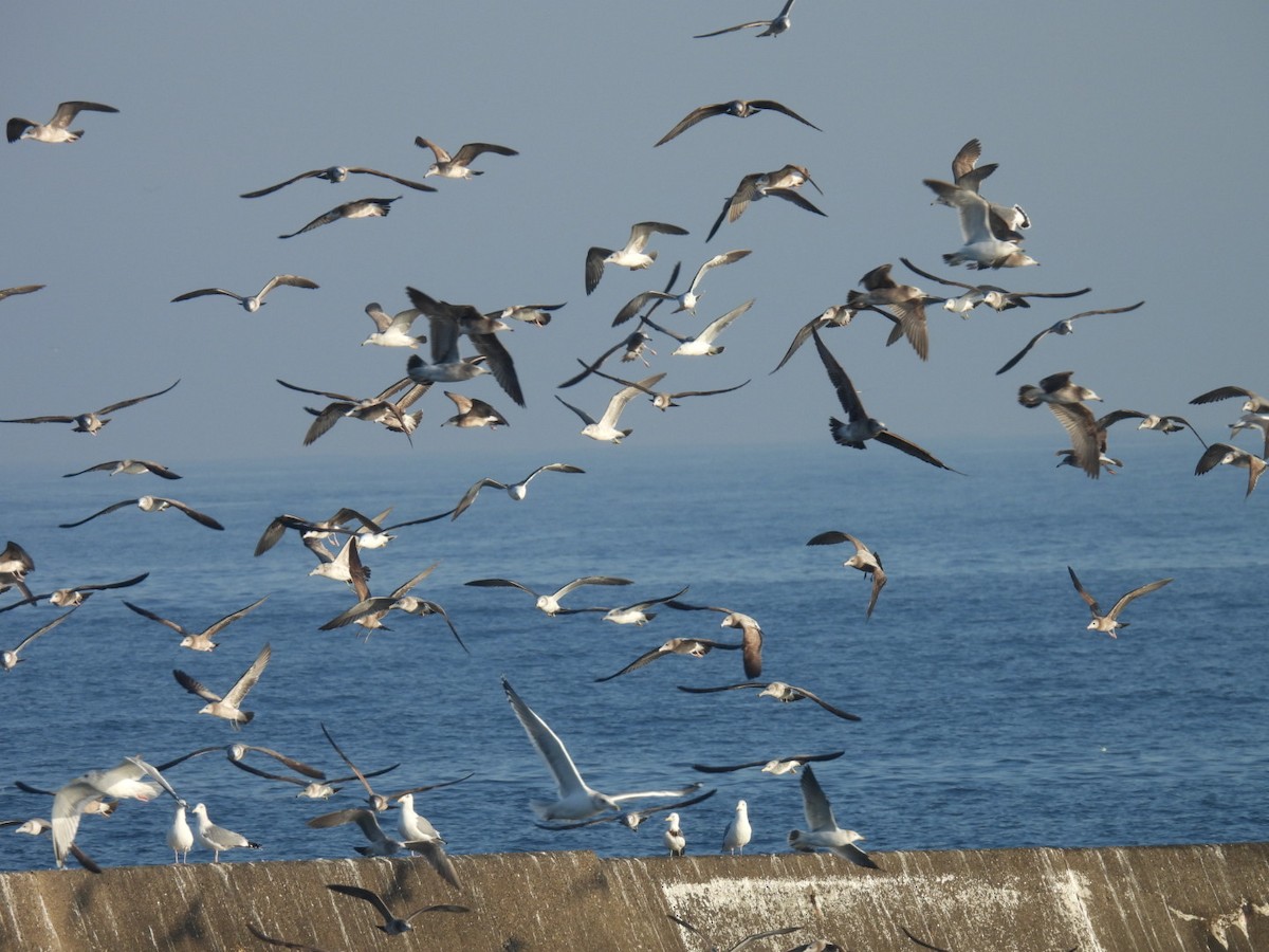 Black-tailed Gull - ML651460448