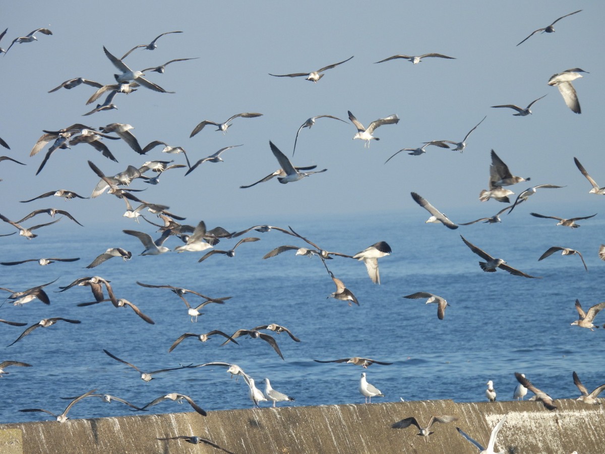 Black-tailed Gull - ML651460449