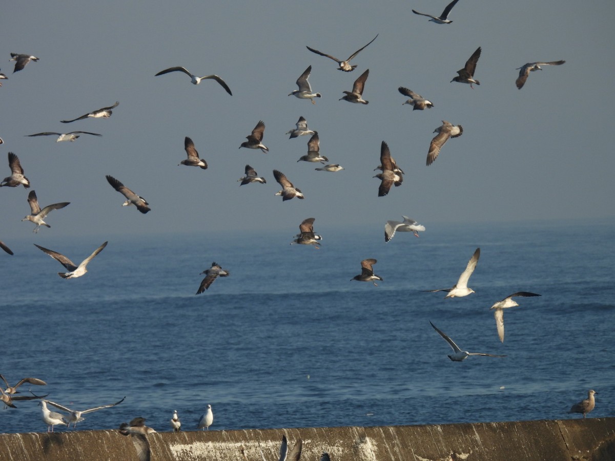 Black-tailed Gull - ML651460450