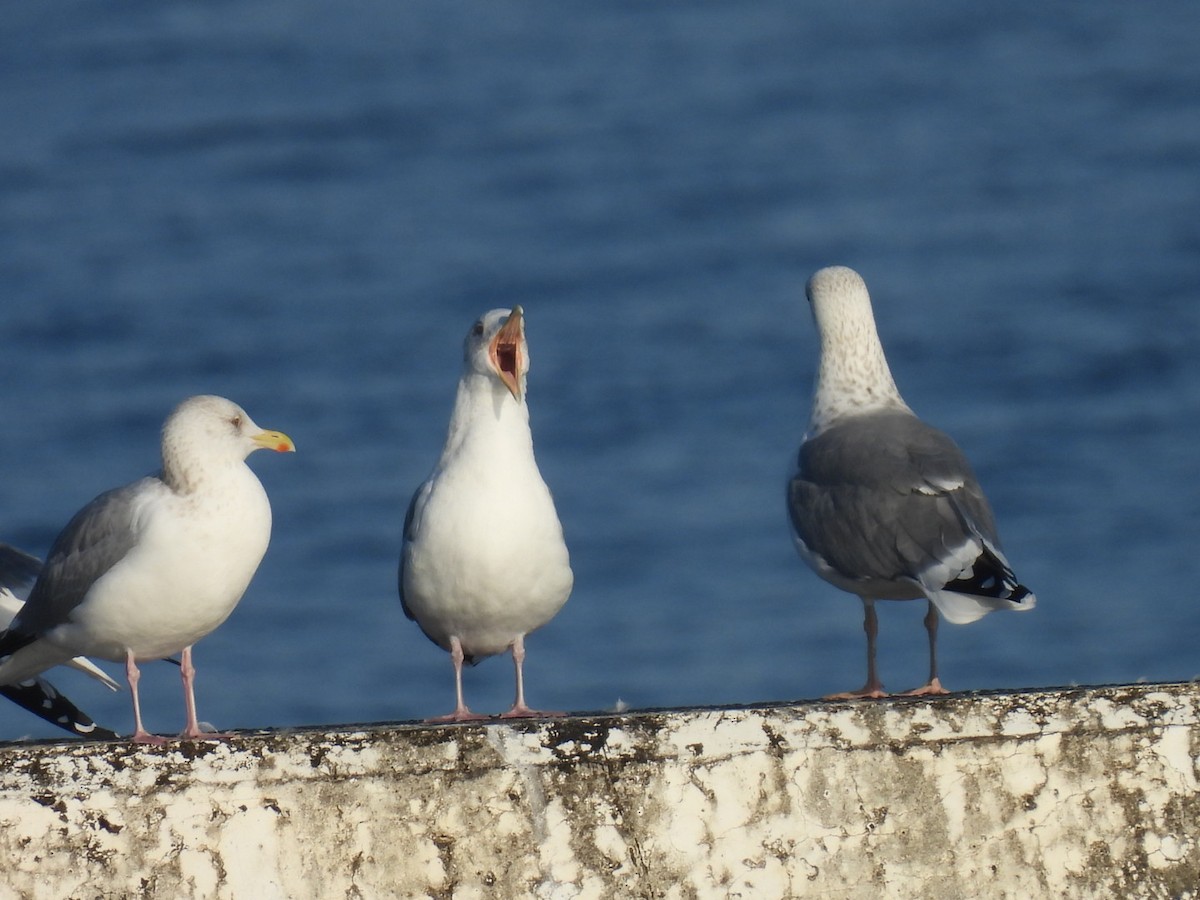 Black-tailed Gull - ML651460451