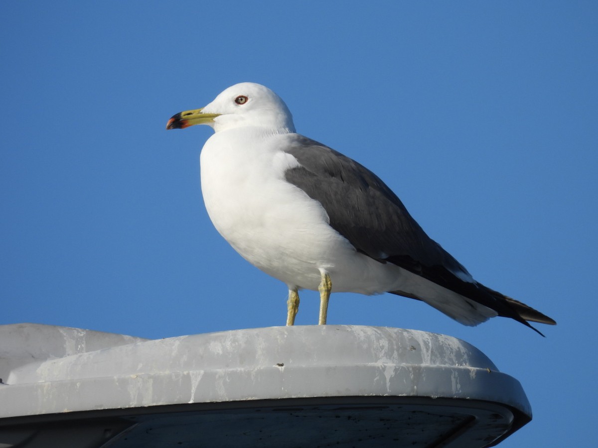 Black-tailed Gull - ML651460452