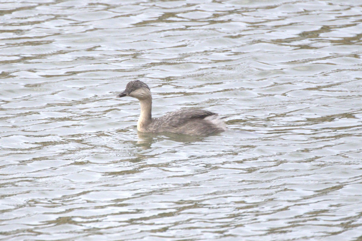 Hoary-headed Grebe - ML651460911