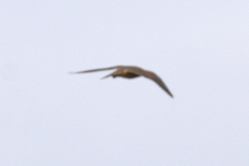 Australian Hobby - ML651461137