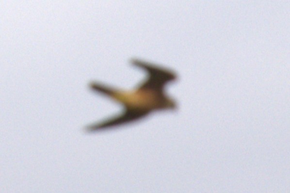 Australian Hobby - ML651461139