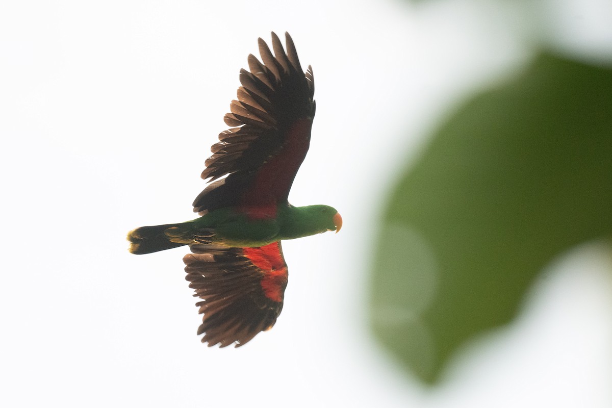 Papuan Eclectus - ML651461850